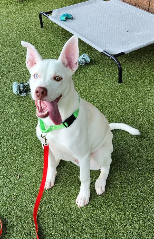Bandit, Adoptable, Young Male Siberian Husky.