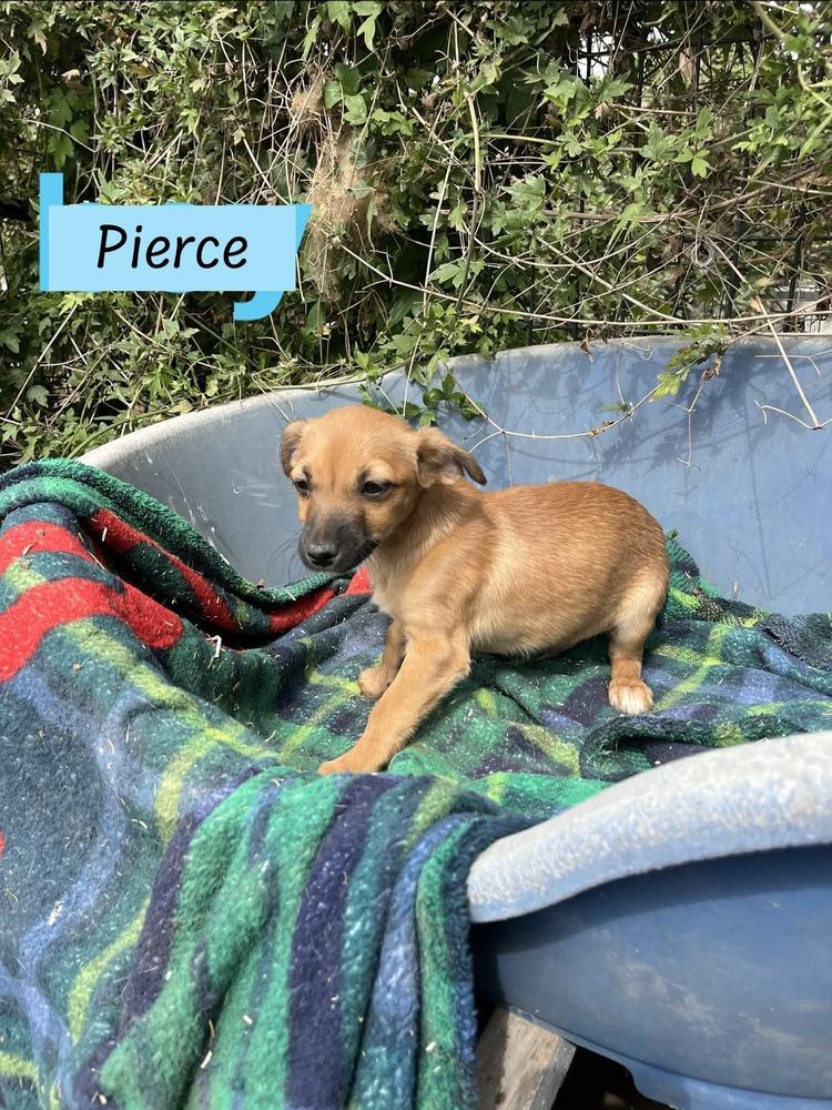 Pierce (Paige's Litter)