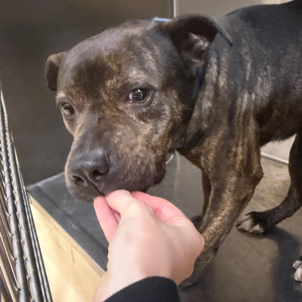 Tupac, Adoptable, Adult Male Mixed Breed.