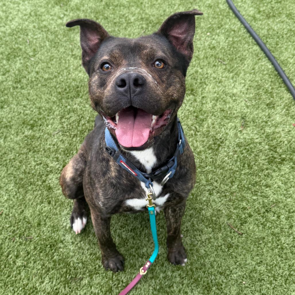 Enlarge Tupac, a Adoptable Mixed Breed in Winston-Salem, NC image 2/2