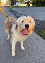 Enlarge Cassie, a Adopted mixed breed in Liverpool, NY image 1/1