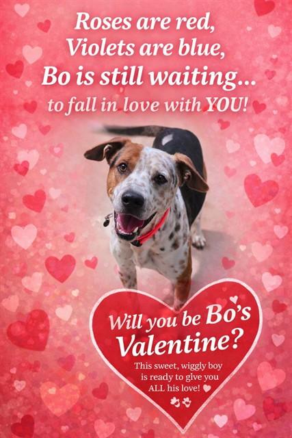 Enlarge BO, a Adoptable mixed breed in Saint Peters, MO image 1/1