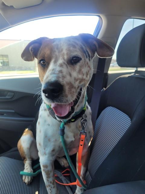 Enlarge BO, a Adoptable mixed breed in Saint Peters, MO image 1/1