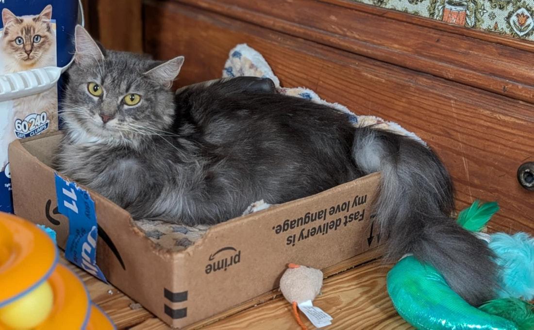 Mama Chamomile (with foster), a ADOPTABLE Domestic Long Hair in Kalamazoo, MI image 1/3