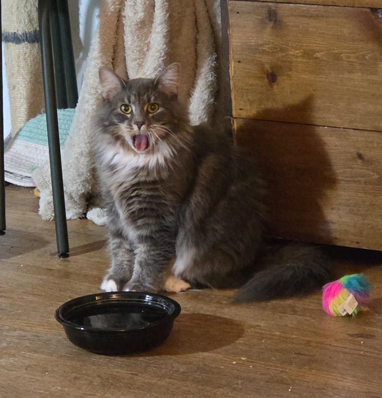 Mama Chamomile (with foster), a ADOPTABLE Domestic Long Hair in Kalamazoo, MI image 2/3