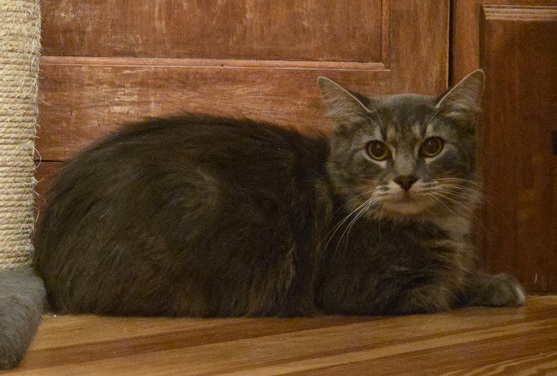 Mama Chamomile (with foster), a ADOPTABLE Domestic Long Hair in Kalamazoo, MI image 3/3