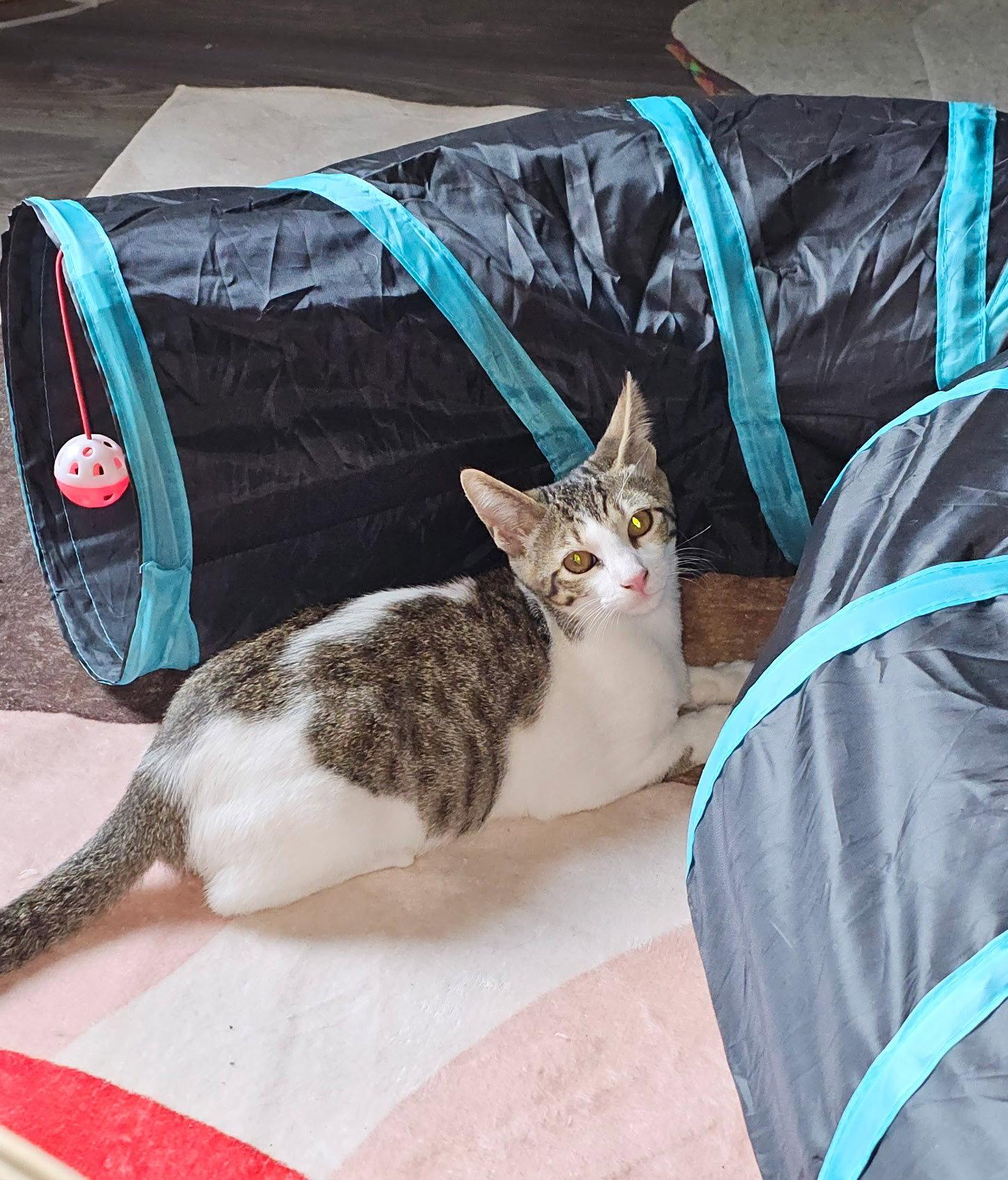Enlarge COMET, a Adoptable Domestic Short Hair in San Antonio, TX image 1/3