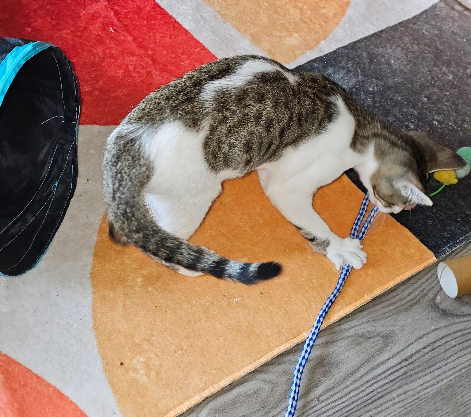 Enlarge COMET, a Adoptable Domestic Short Hair in San Antonio, TX image 2/3
