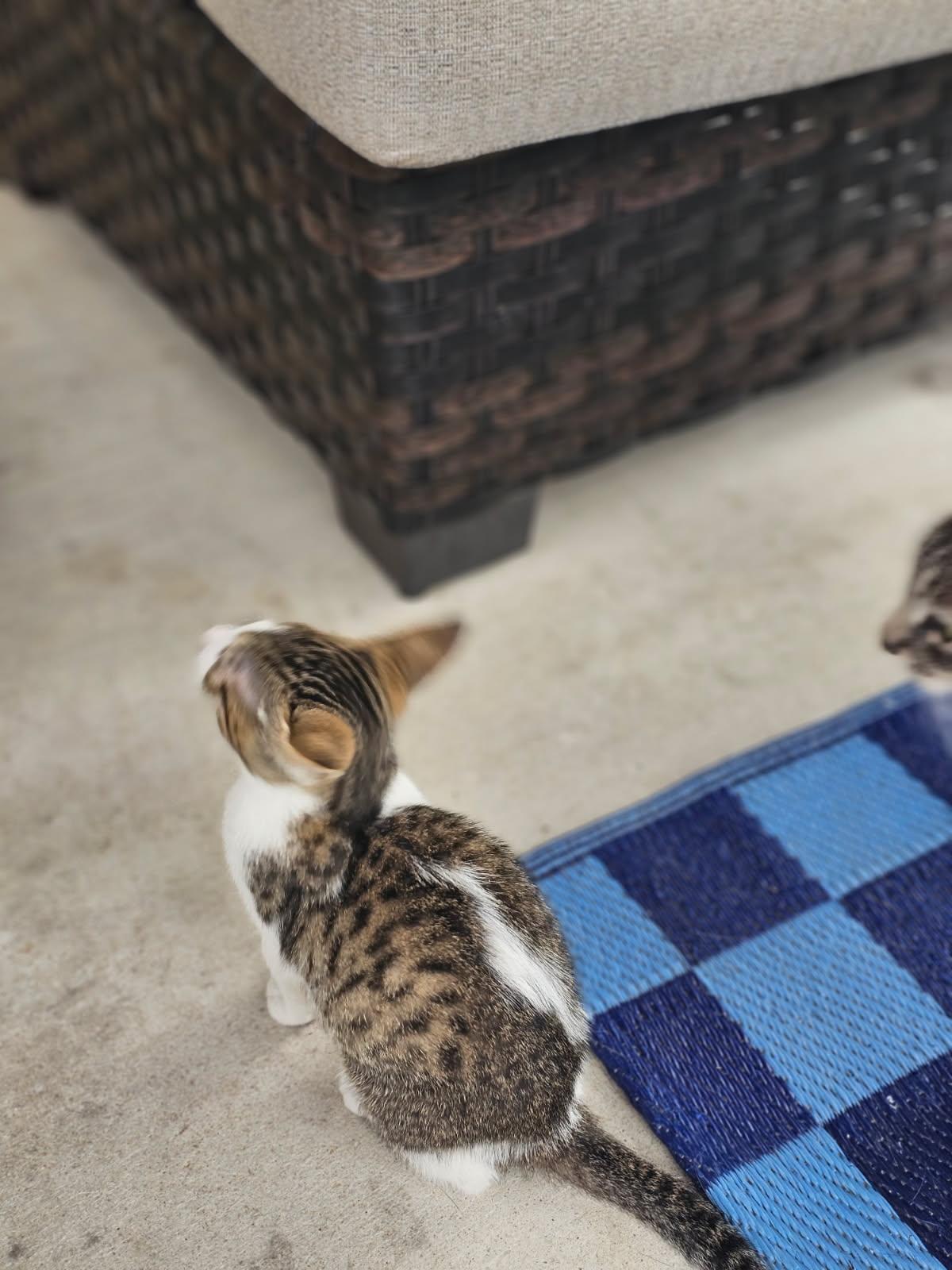 COMET, a Adoptable Domestic Short Hair in San Antonio, TX image 2/3