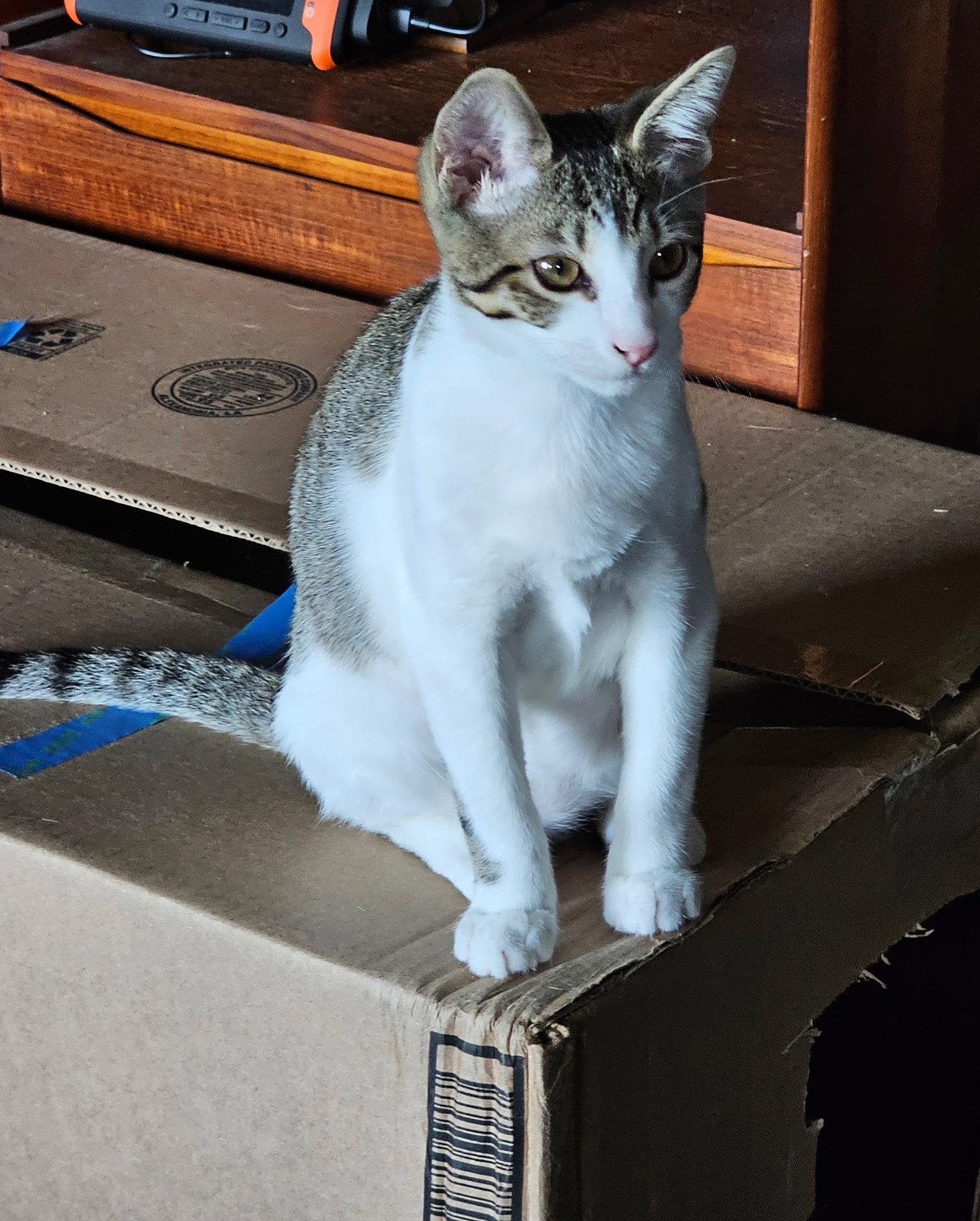 Enlarge COMET, a Adoptable Domestic Short Hair in San Antonio, TX image 3/3