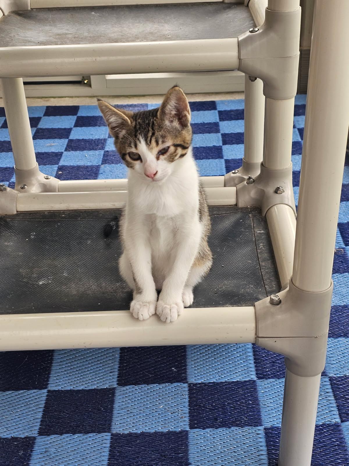 COMET, a Adoptable Domestic Short Hair in San Antonio, TX image 3/3