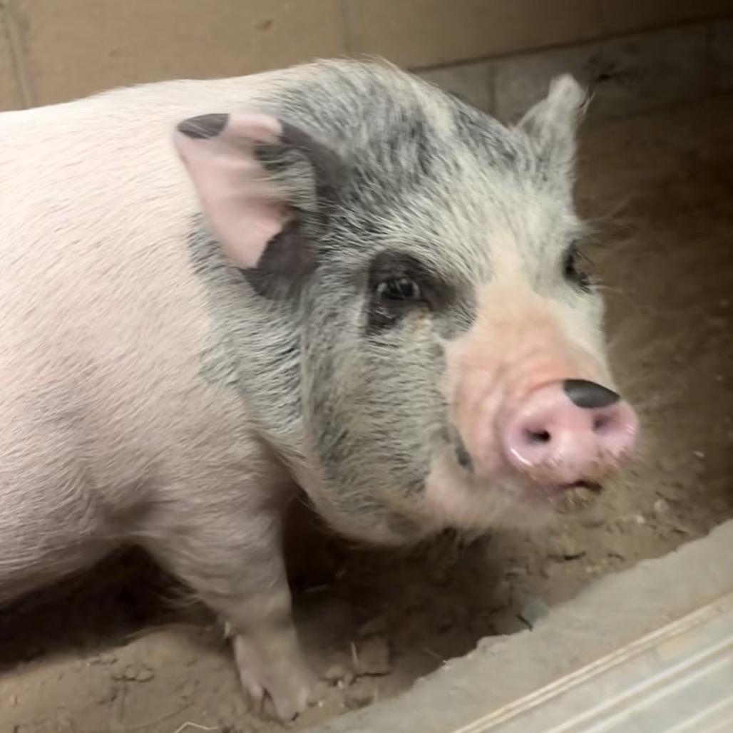 Piggy, Adoptable, Young Female Vietnamese Pot Bellied.
