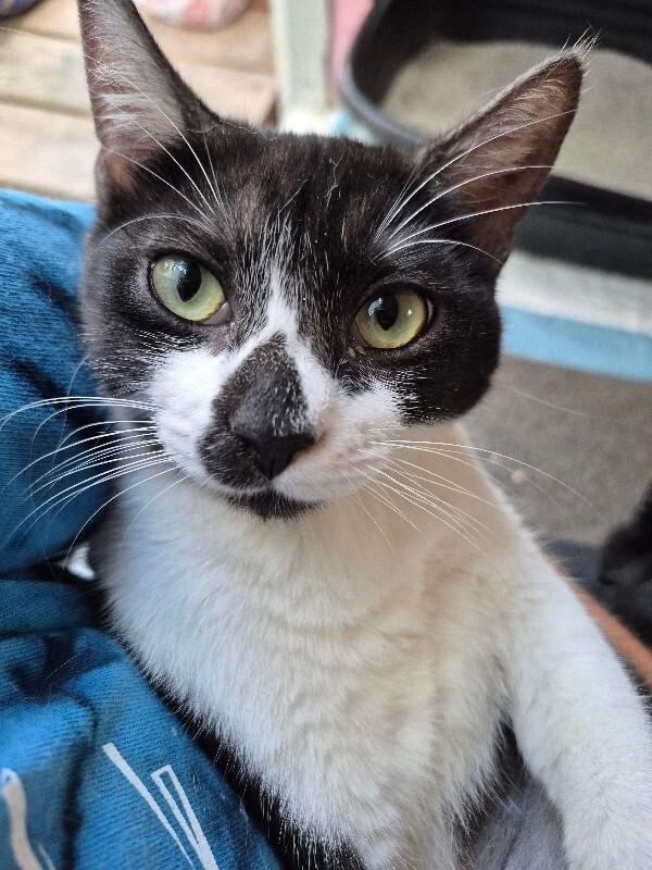 Lily Langtry — thumbnail 5