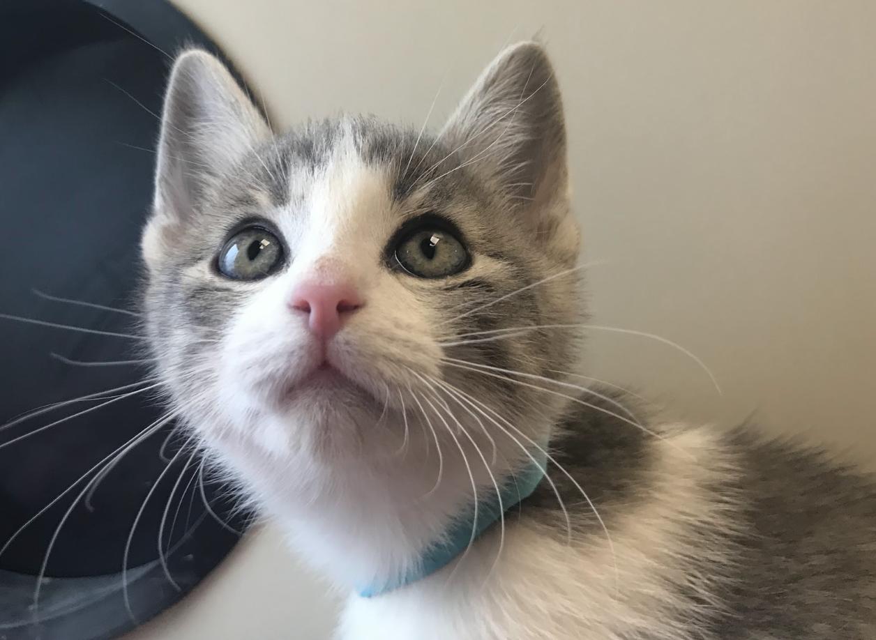 Enlarge Acolyte, a Adopted Domestic Short Hair in Buena Vista, CO image 1/3