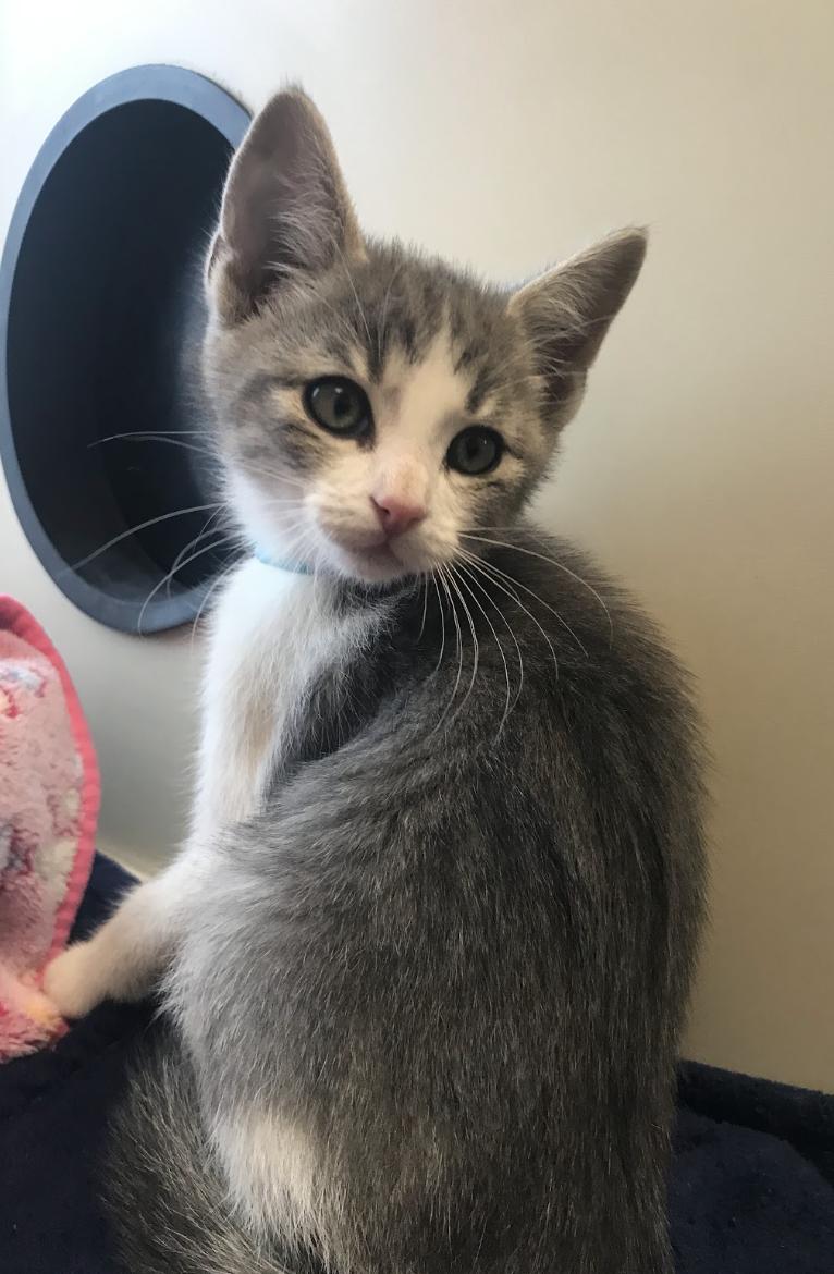 Enlarge Acolyte, a Adopted Domestic Short Hair in Buena Vista, CO image 2/3