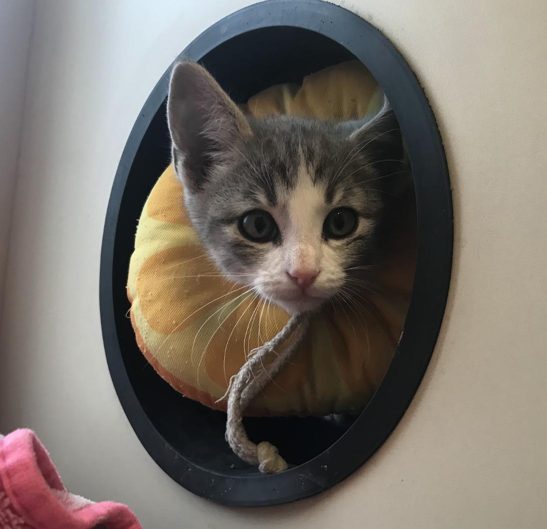 Enlarge Acolyte, a Adopted Domestic Short Hair in Buena Vista, CO image 3/3