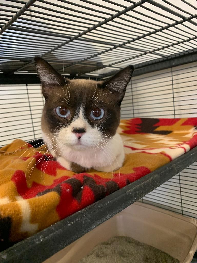 Sylvester - Racoon, Adoptable, Adult Male Snowshoe.