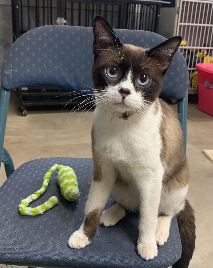 Enlarge Sylvester - Racoon, a Adoptable Snowshoe in Tucumcari, NM image 2/2