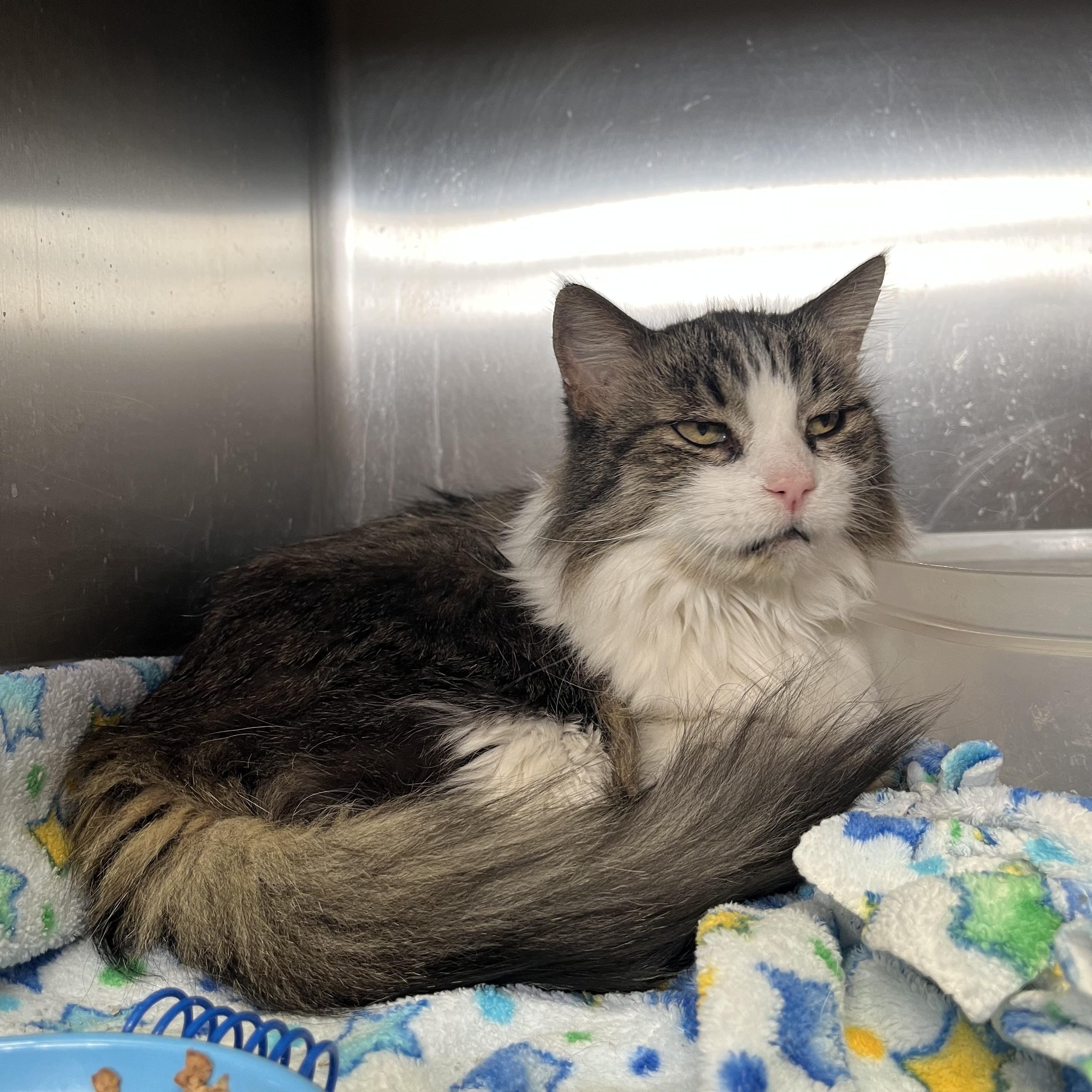 Sass, ADOPTABLE, Senior Female Domestic Medium Hair.