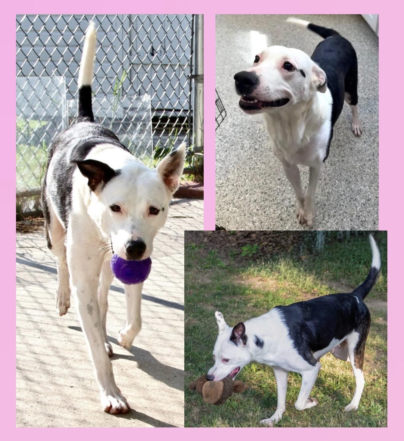 Enlarge Callie, an adoption pending Mixed Breed in Westfield, NY image 2/6