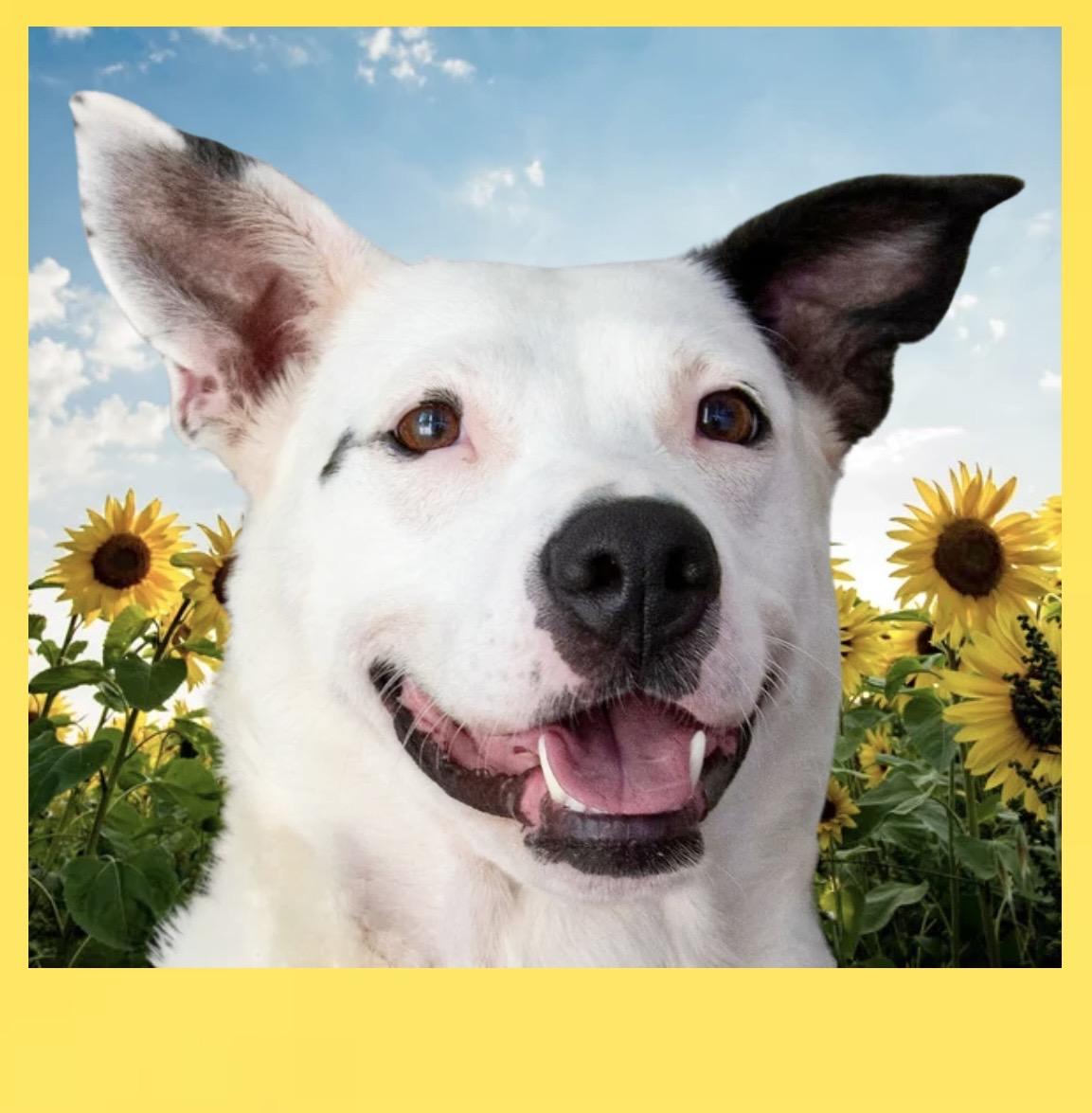Callie, ADOPTABLE, Adult Female Mixed Breed.