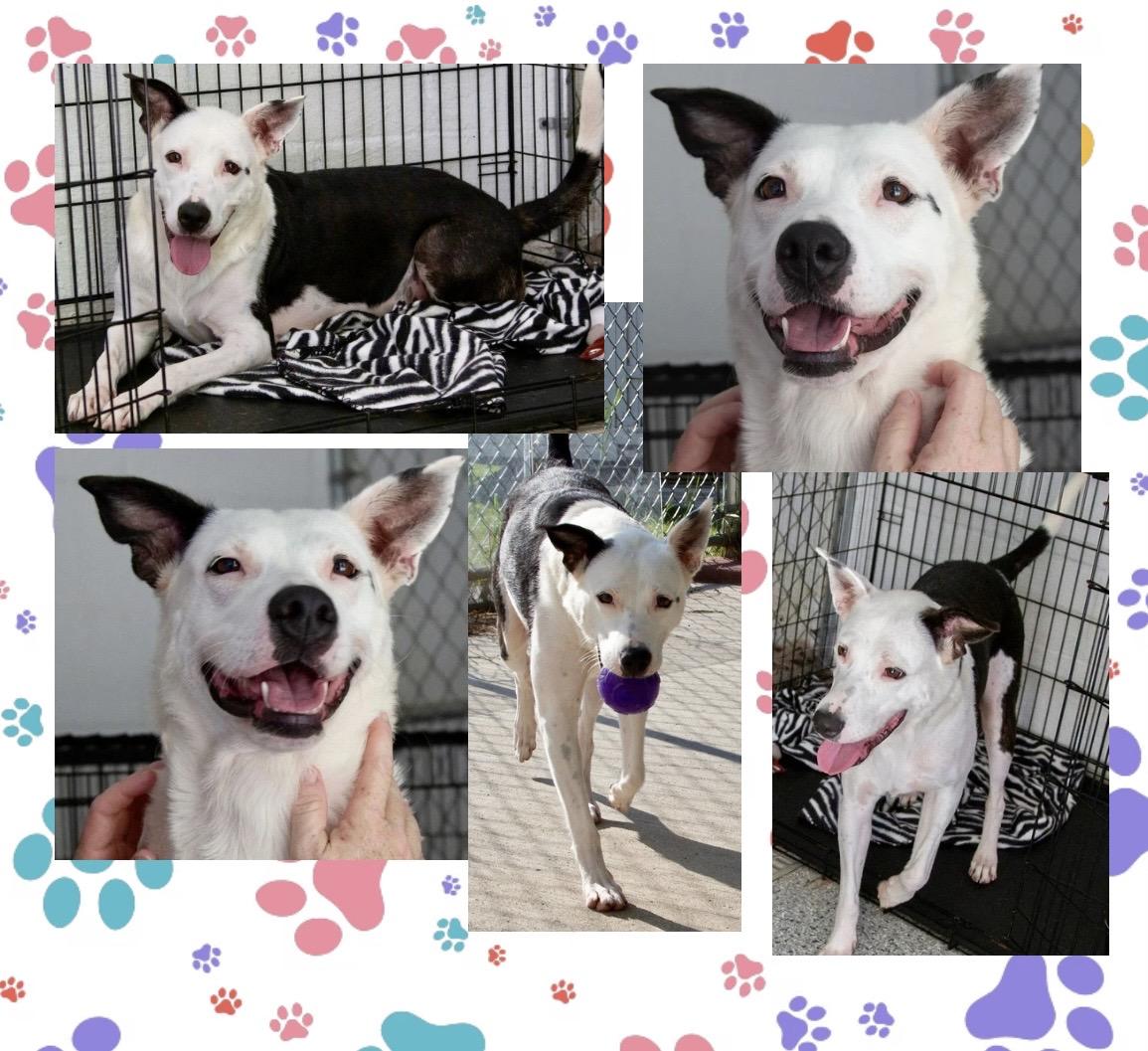 Enlarge Callie, a ADOPTABLE Mixed Breed in Westfield, NY image 2/6