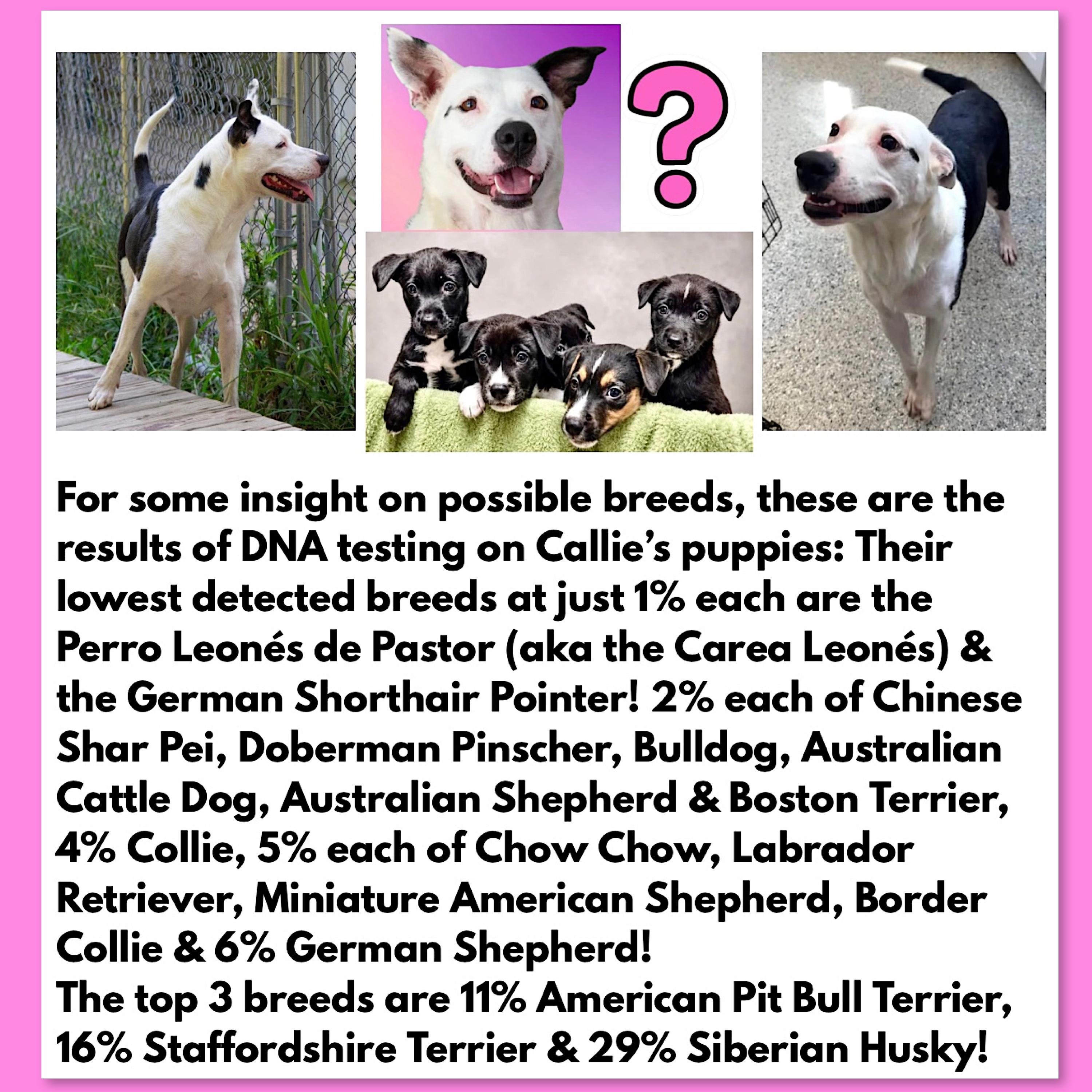 Enlarge Callie, an adoption pending Mixed Breed in Westfield, NY image 3/6