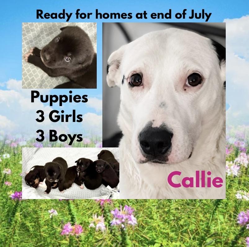 Callie & Puppies, ADOPTABLE, Puppy Female Mixed Breed.