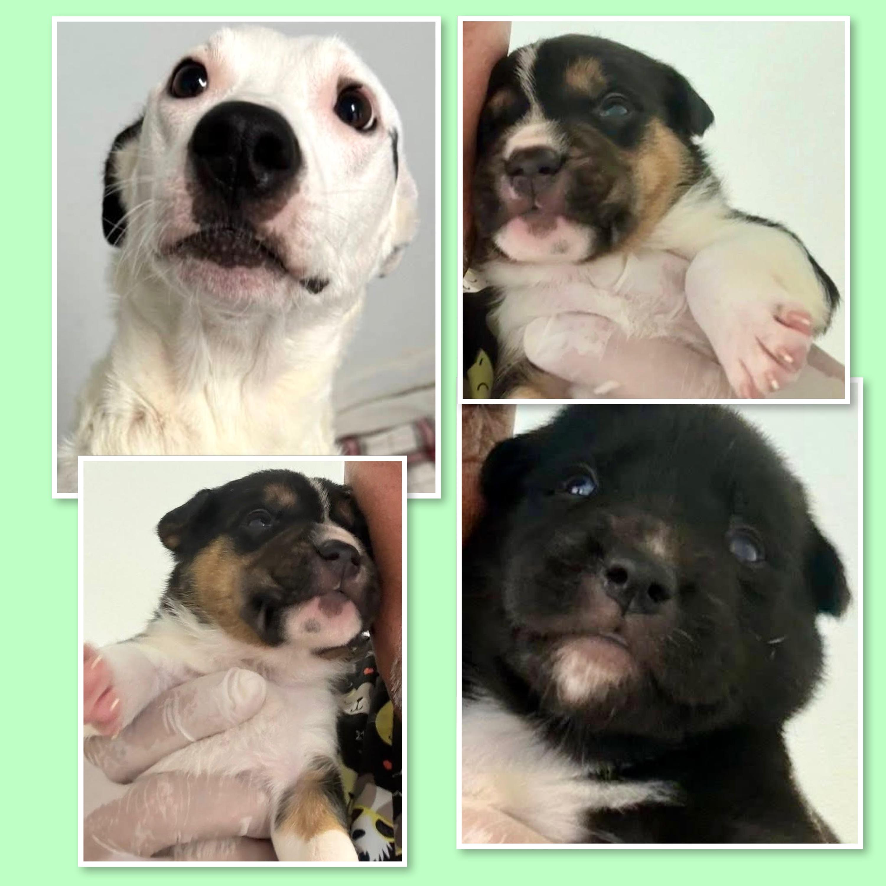 Enlarge Callie & Puppies, a ADOPTABLE Mixed Breed in Westfield, NY image 4/6