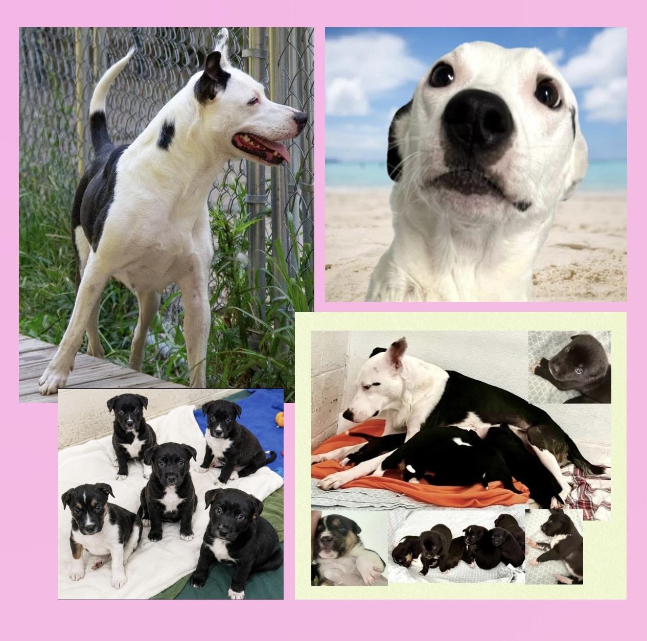 Enlarge Callie, an adoption pending Mixed Breed in Westfield, NY image 5/6