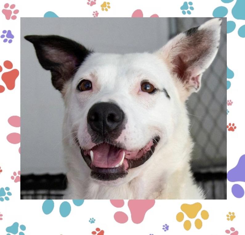 Enlarge Callie, a ADOPTABLE Mixed Breed in Westfield, NY image 1/6