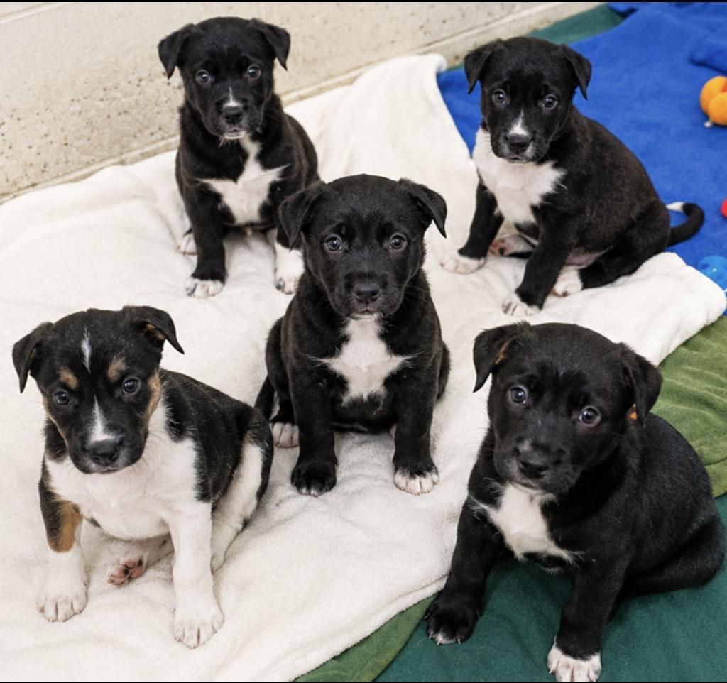 Enlarge Callie, a ADOPTABLE Mixed Breed in Westfield, NY image 5/6