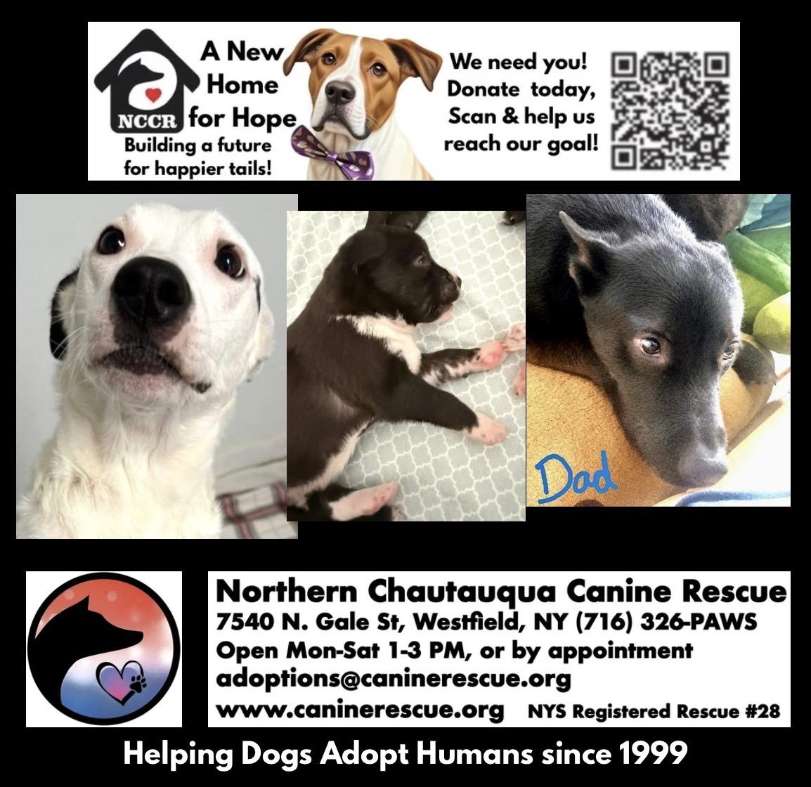Enlarge Callie & Puppies, a ADOPTABLE Mixed Breed in Westfield, NY image 3/6