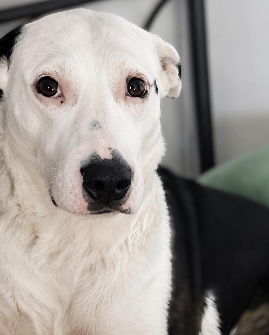 Enlarge Callie & Puppies, a ADOPTABLE Mixed Breed in Westfield, NY image 5/6