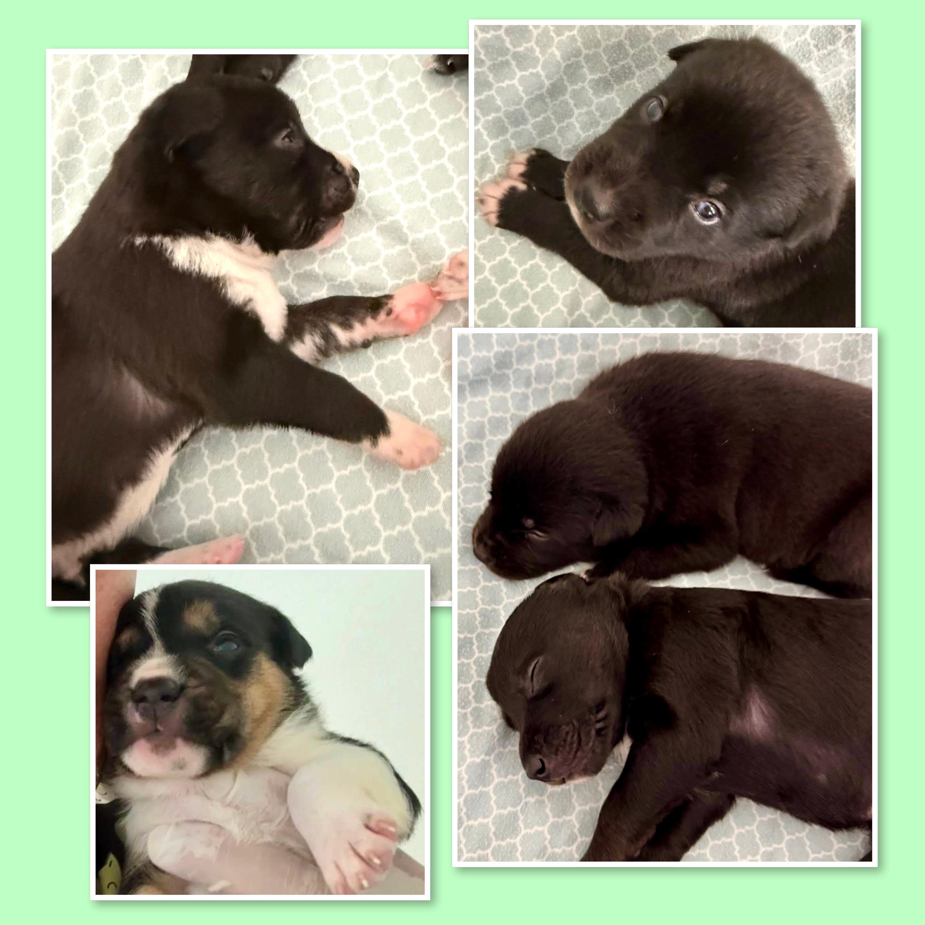 Enlarge Callie & Puppies, a ADOPTABLE Mixed Breed in Westfield, NY image 2/6