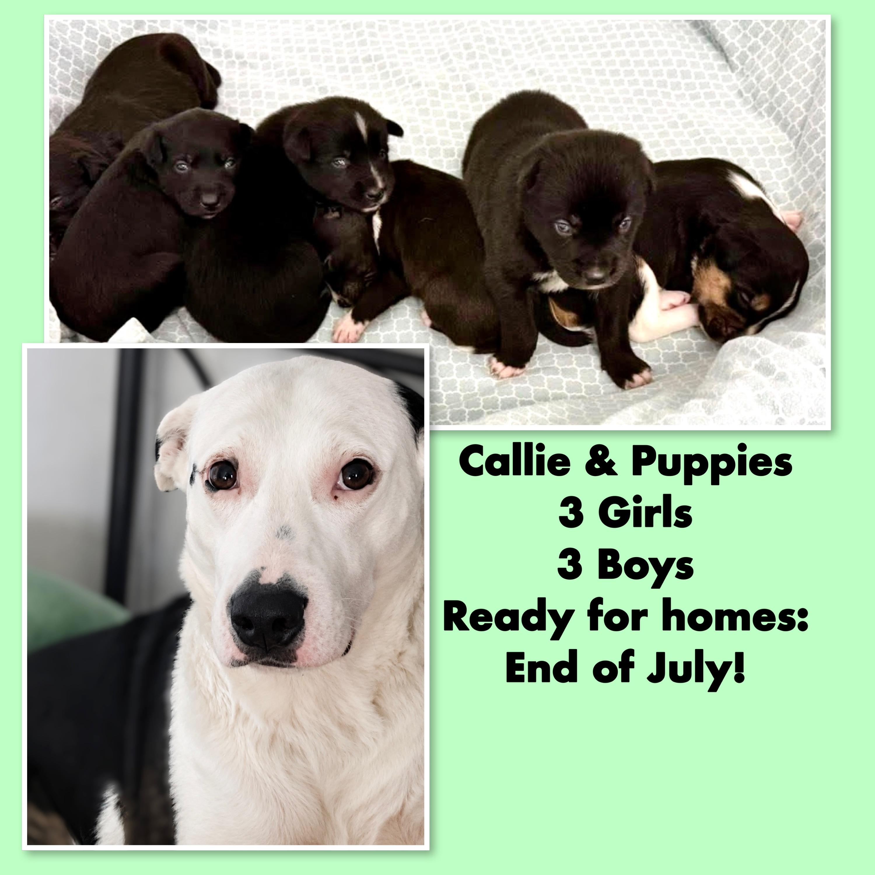 Enlarge Callie & Puppies, a ADOPTABLE Mixed Breed in Westfield, NY image 6/6