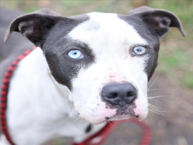 Enlarge A513758, a Adoptable mixed breed in Wilmington, NC image 1/1