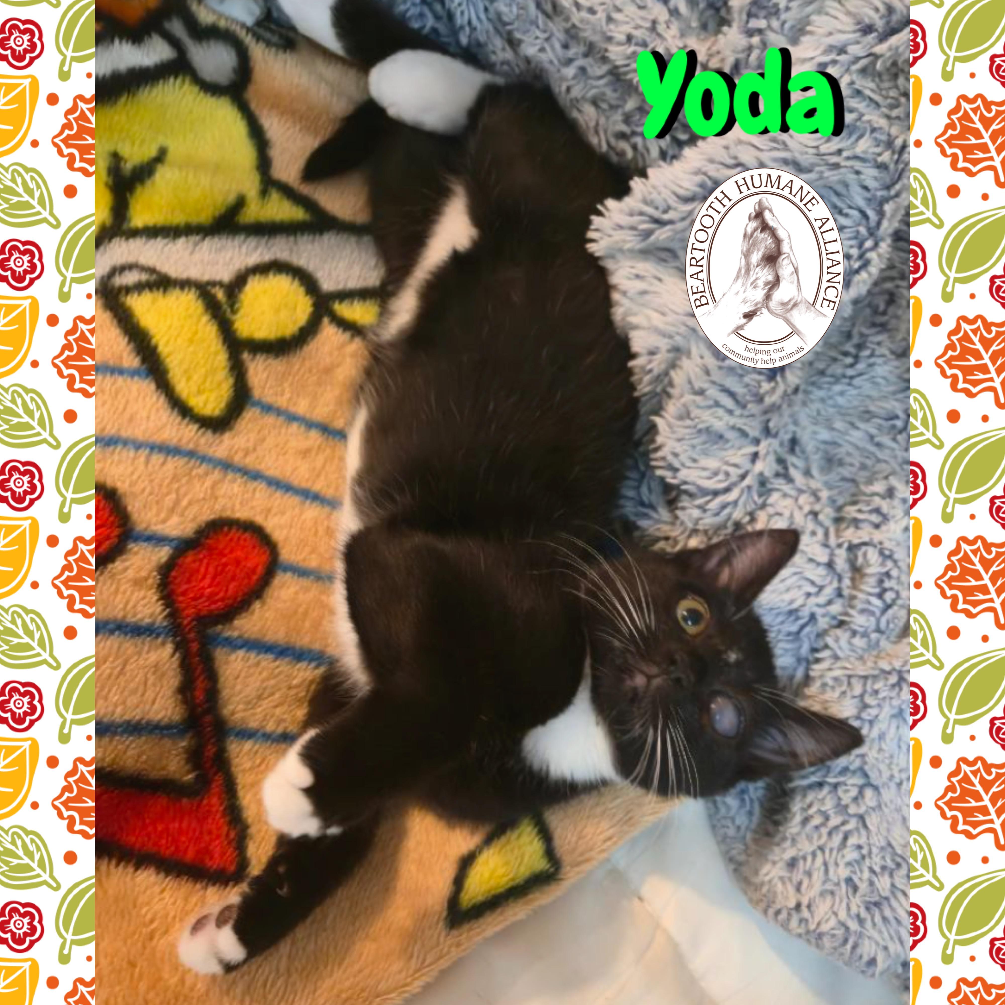 Yoda
