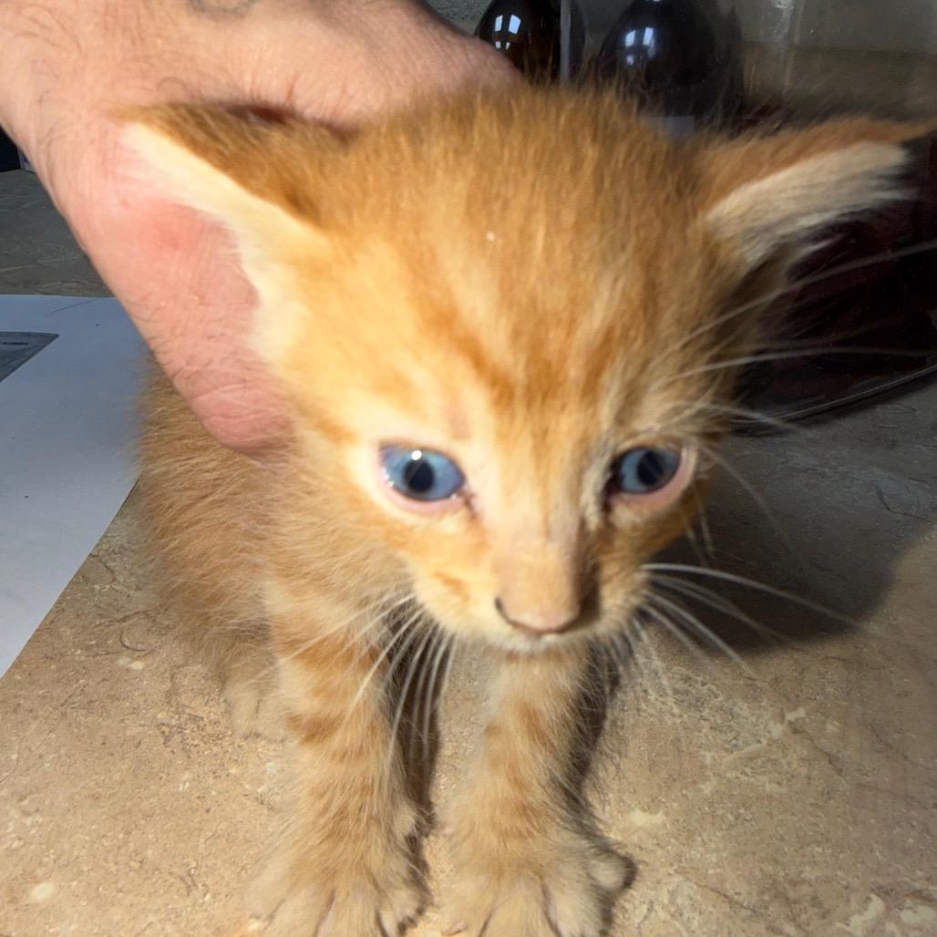 Enlarge Bunky, a Adoptable mixed breed in Madisonville, KY image 1/1