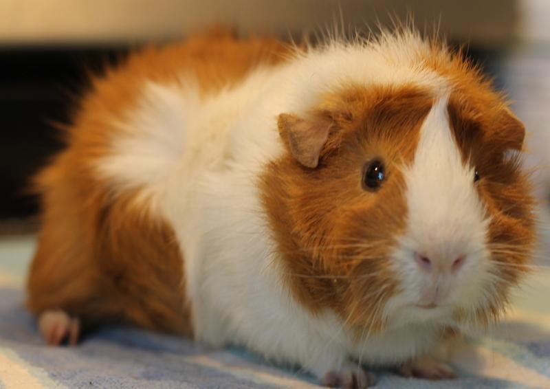 Enlarge Mango, a ADOPTABLE Guinea Pig in Budd Lake, NJ image 5/6