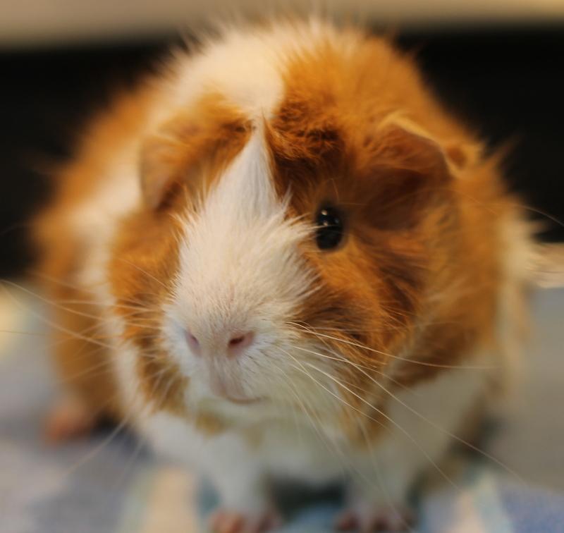 Enlarge Mango, a ADOPTABLE Guinea Pig in Budd Lake, NJ image 2/6