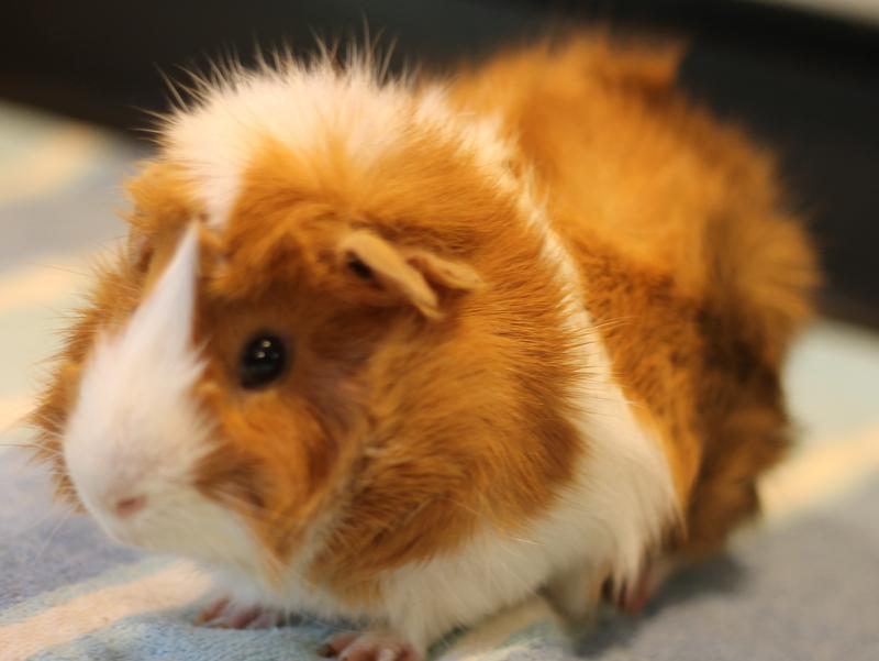 Enlarge Mango, a ADOPTABLE Guinea Pig in Budd Lake, NJ image 6/6