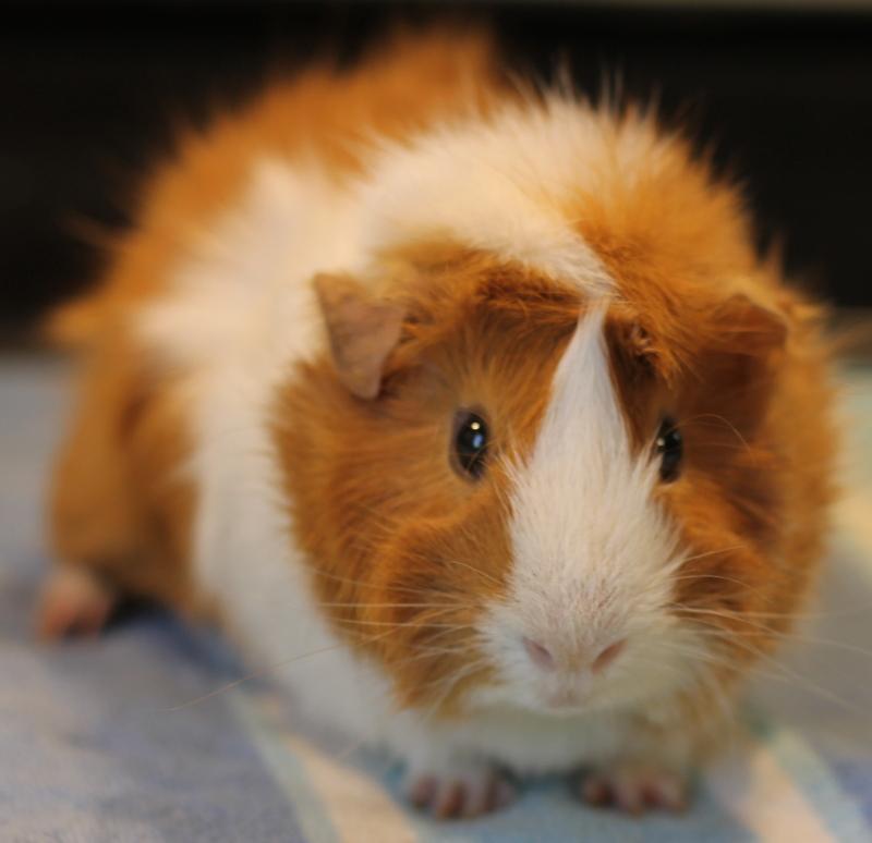 Enlarge Mango, a ADOPTABLE Guinea Pig in Budd Lake, NJ image 4/6