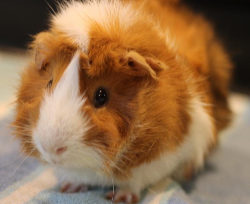Enlarge Mango, a ADOPTABLE Guinea Pig in Budd Lake, NJ image 3/6