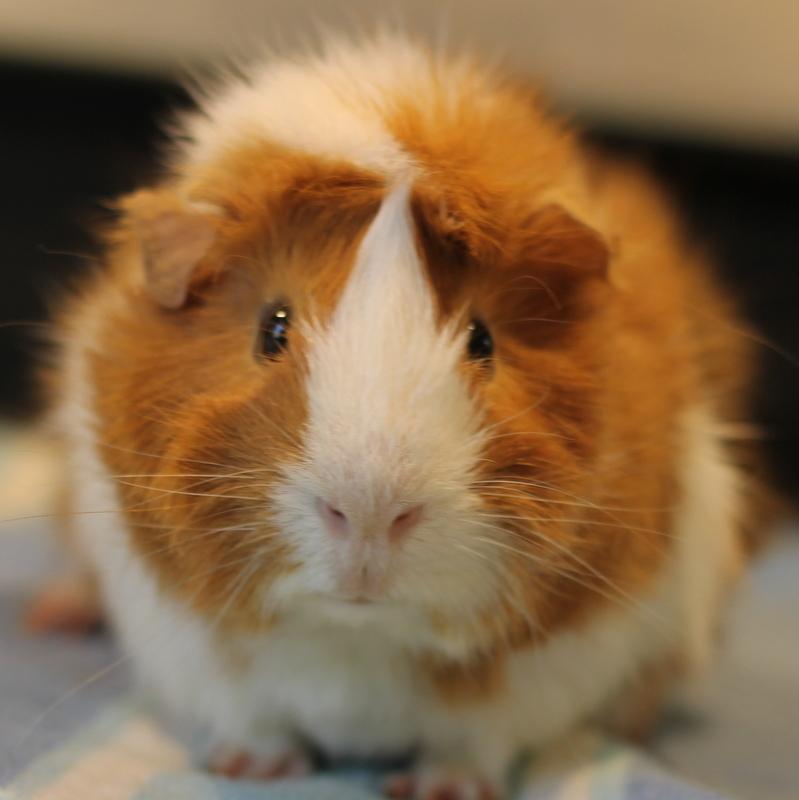 Enlarge Mango, a ADOPTABLE Guinea Pig in Budd Lake, NJ image 1/6