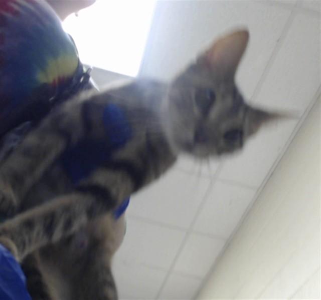 Enlarge BELLE, a Adoptable Domestic Short Hair in Fayetteville, NC image 1/1