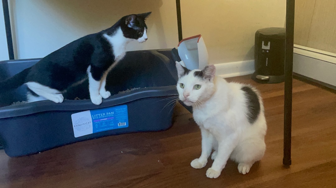 Parker, a Adoptable Domestic Short Hair in Clifton, NJ image 1/13