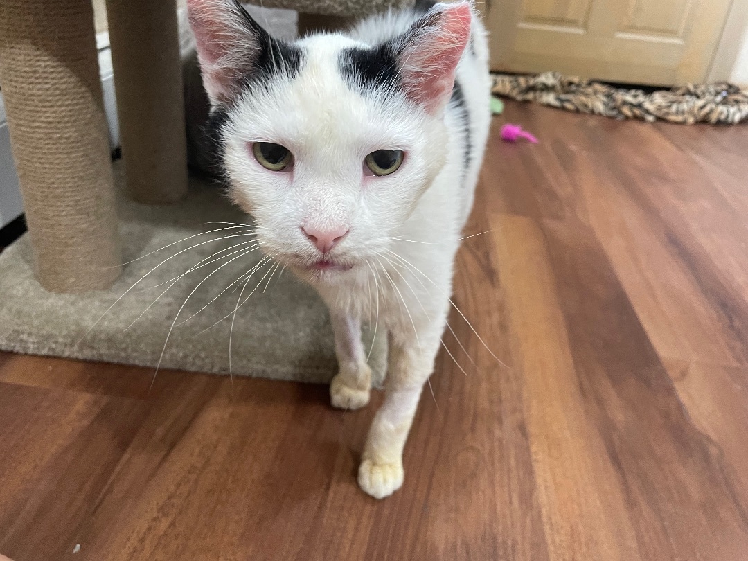 Parker, a Adoptable Domestic Short Hair in Clifton, NJ image 2/13