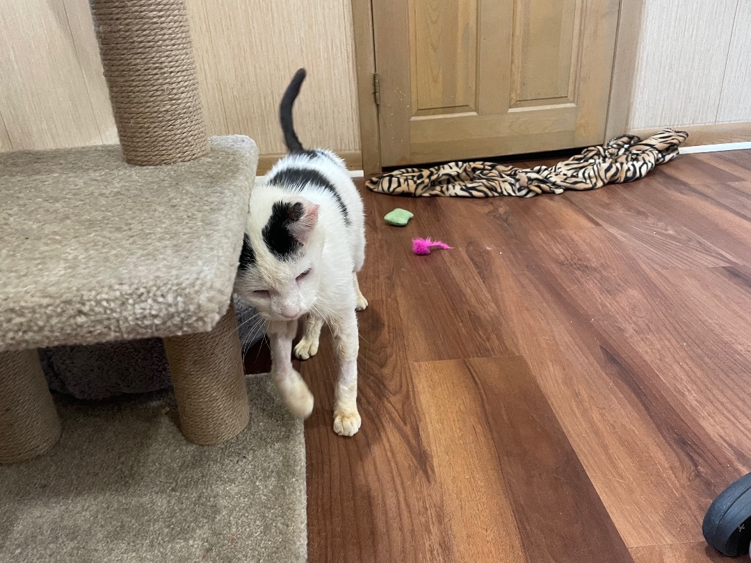 Parker, a Adoptable Domestic Short Hair in Clifton, NJ image 3/13