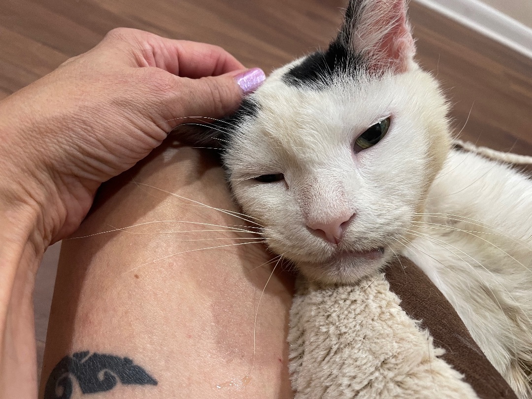 Parker, a Adoptable Domestic Short Hair in Clifton, NJ image 4/13